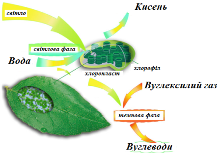 Фотосинтез — процес утворення органічних речовин — урок. Біологія, 6 клас.